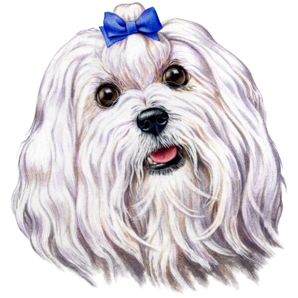 Maltese Thumbnail