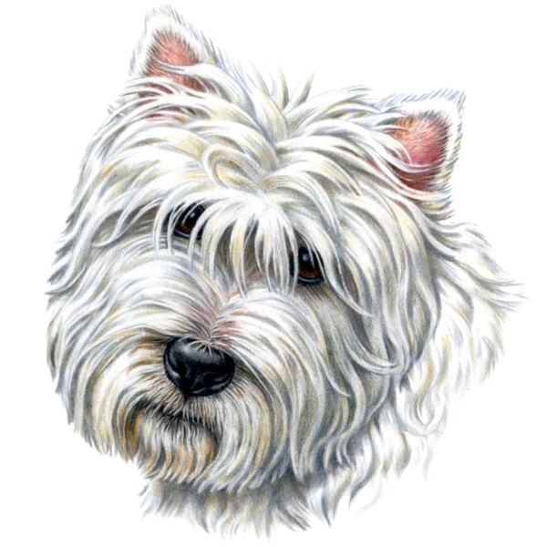 Westie Thumbnail