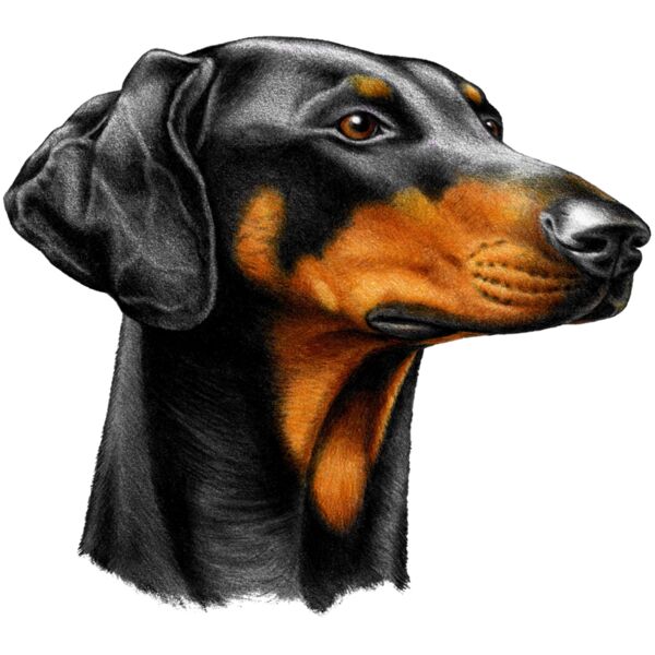 Doberman Thumbnail