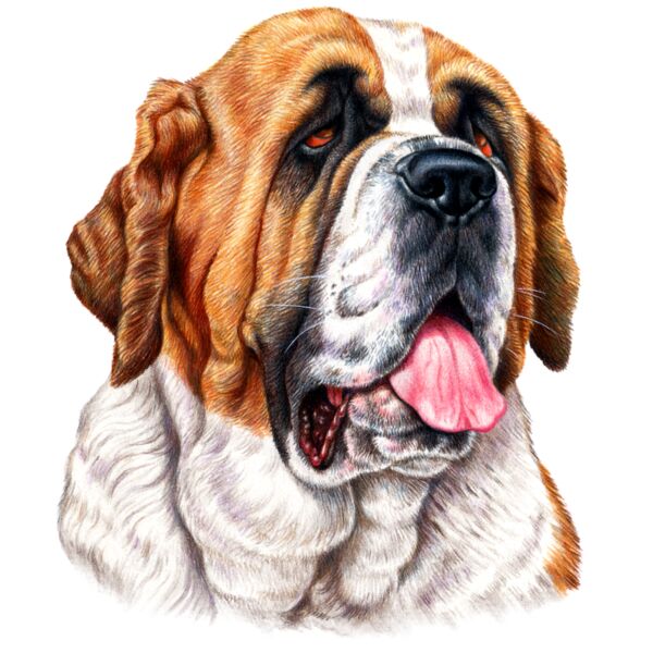 St Bernard Thumbnail
