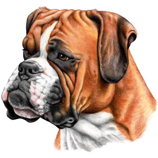 Boxer Thumbnail