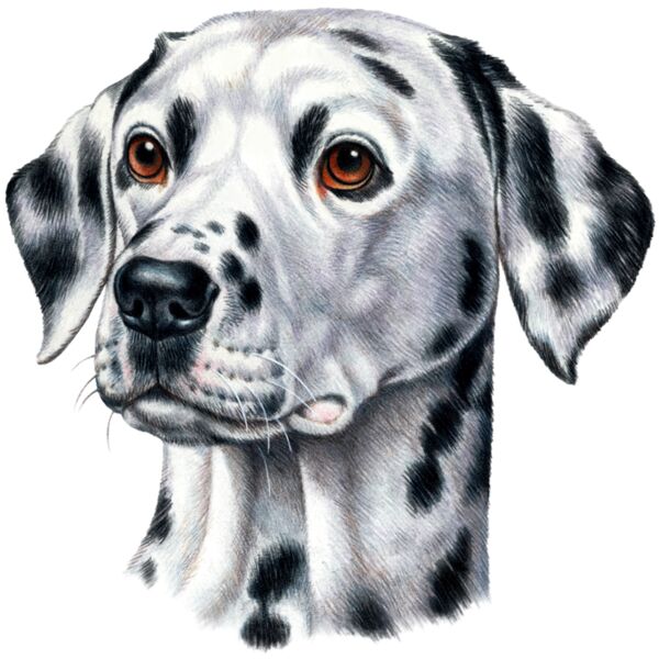 Dalmatian Thumbnail