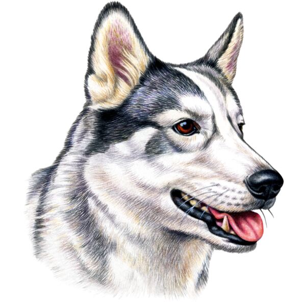 Husky Thumbnail